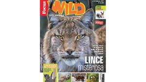 Focus Wild rinnova grafica e contenuti e lancia un corso di fotografia naturalistica per ragazzi