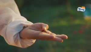 Foxy e la salvaguardia delle api: Havas porta in comunicazione la nuova linea Love the bee. Pianifica Initiative