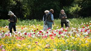 Giardinity: 70.000 tulipani olandesi coloreranno i giardini della Villa Pisani Bolognesi Scalabrin di Vescovana