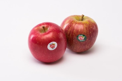 clicca per ingrandire