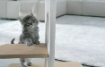 Purina One torna in tv con Publicis