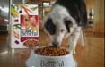 Purina lancia in tv Beneful con Publicis e una campagna da 2 mln