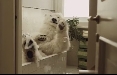 Leo Burnett e WWF Italia per lo spot a favore dell'orso polare pensato dai bambini 