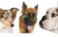 Da domani in arrivo i 'Grandi libri dei cani'