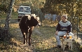 the BigMama premiata agli ADCI AWARDS con un Argento ed un Bronzo in Film per “Animali Imbestialiti” di Birra Galhop