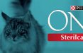 Torna in tv lo spot Purina One Sterilcat firmato Publicis