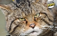 Focus Wild lancia l'iniziativa 'Giocare Educando' 