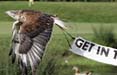 Betfair lancia il 'bird-vertising'