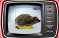 Il riccio Ernie torna in tv con TBWA\Paris per Spontex. Budget 2010 di 4 mln 