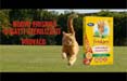 Friskies torna in tv con il nuovo spot firmato DDB