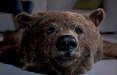 Il Grand Prix ADC*E a Betc per lo spot 'The Bear' di Canal +