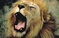 South African tourism lancia il concorso 'Vinci il tuo viaggio di nozze in Sudafrica'