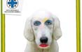 Ma che razza di cane sei? La risposta da LPF e ENPA