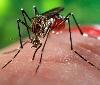 Google supporta la lotta al virus Zika