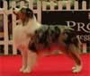 Purina Pro Plan protagonista dell'esposizione canina di Milano