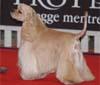 Purina Pro Plan protagonista all'Esposizione Internazionale Canina di Milano