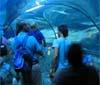 Gardaland Sea Life Aquarium sostiene la sensibilizzazione ambientale