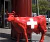 Mucca svizzera 'compare' davanti al Coin di Milano