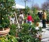 A Lucca parte VerdeMura mostra mercato del giardinaggio