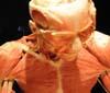 Arriva in Italia la mostra del Dr. Morte: Body Worlds