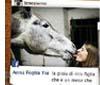 FieraCavalli Verona 2012, sempre più social con Nimai