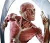 Bea Italia 2012 - Miglior Notorietà/Ritorno Stampa a Spencer & Lewis per 'Body Worlds'