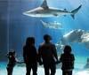All’Acquario di Genova attività di edutainment sulla pesca sostenibile con Asdomar
