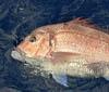 Un mese in fiera per 'Caccia e Pesca'
