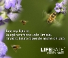 LifeGate lancia ‘Bee my Future’: no api, no food