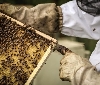 Rigoni di Asiago sostiene il progetto 'Bee My Future' di LifeGate