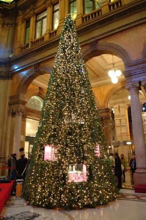 albero2 copia.JPG