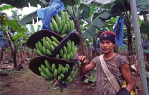piantagione banane copia.JPG