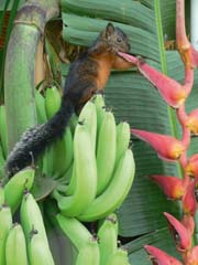 scoiattolo su banane copia.JPG