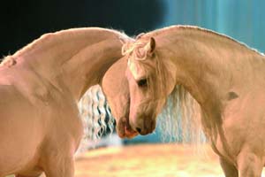 Cuddling Horses copia.JPG