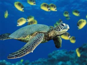 greenseaturtle_web_400.jpg