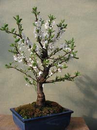 bonsaiCiliegio.jpg