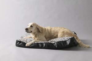 evento IKEA-Royal Canin copia.JPG