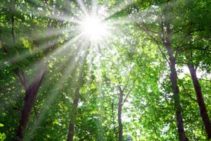 alberi_web copia.JPG