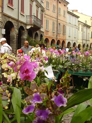 corso garibaldi orchidee copia.jpg