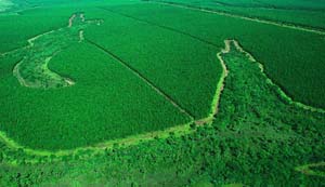 Pinienwälder Faber-Castel copia.jpg