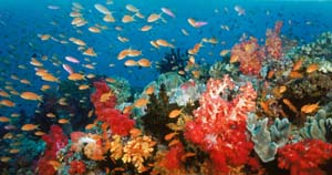 12_3DE_CoralReef_5 copia.jpg