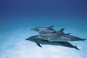 59_3DE_SpottedDolphins_21 copia.JPG