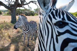 Corbis National 02.jpg