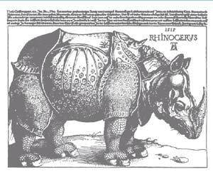 Rhino high resolution copia.jpg