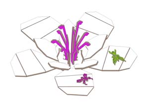 Secret Garden copia.jpg