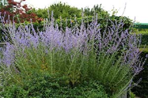 lavanda copia.JPG