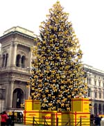 albero.jpg