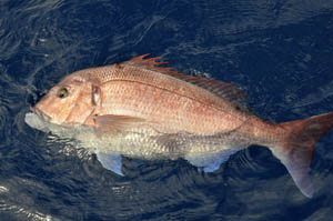 pesca.jpg