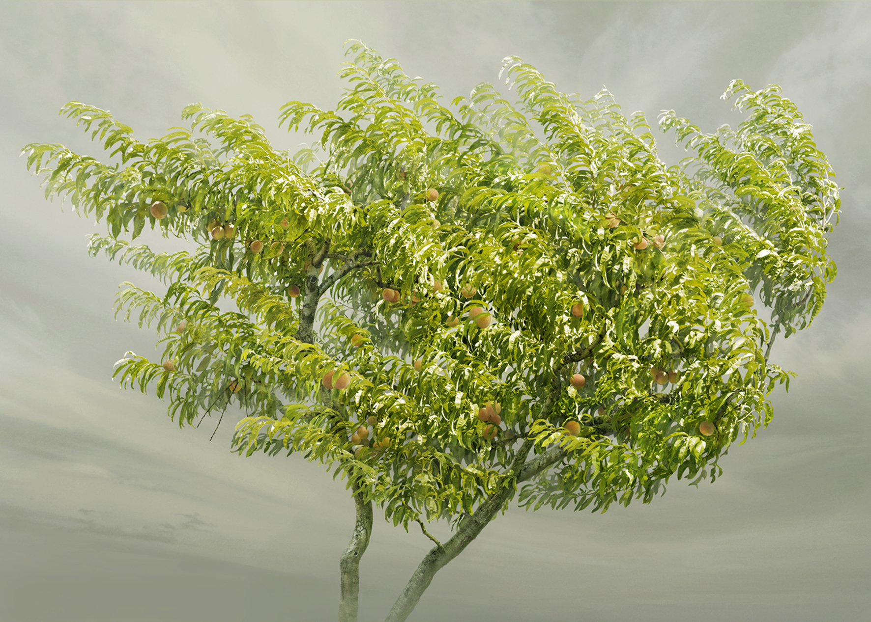 3.Pesco_2014_©_Irene Kung_Contrasto.jpg