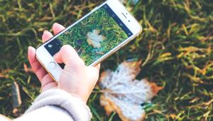 #Iorestoacasa diventa un'avventura: WWF lancia "Diario della natura dalla finestra", un'operazione di citizen science con l'app iNaturalist